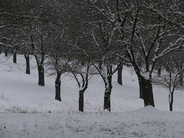 Cherry Tress in Winter - photography by Brent VanFossen.