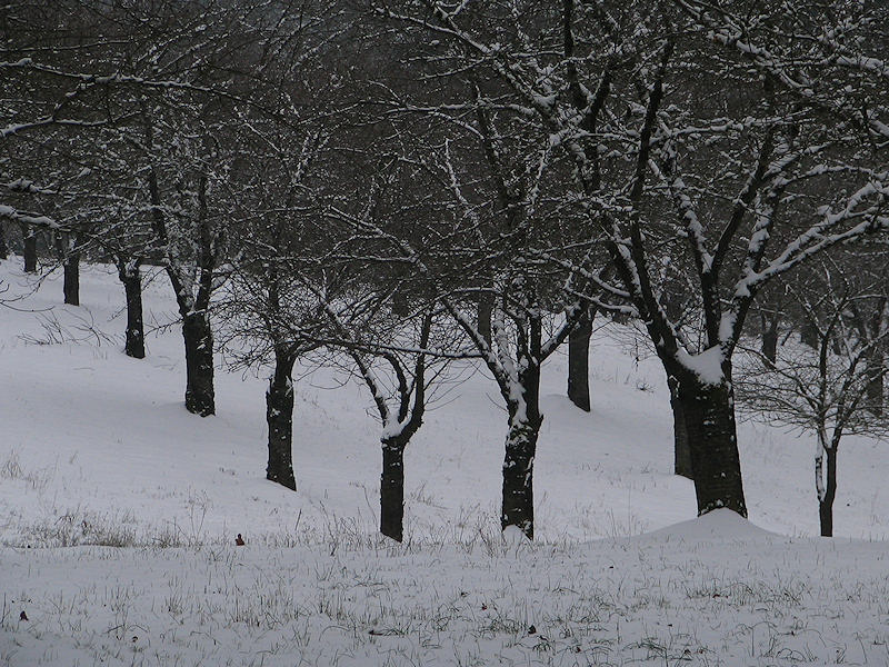 Cherry Tress in Winter - photography by Brent VanFossen.
