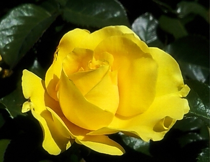 Yellow Rose Bud from Portland International Rose Garden - closeup photo by Lorelle VanFossen.
