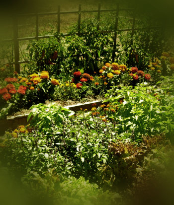 Garden Vegetables out of focus.